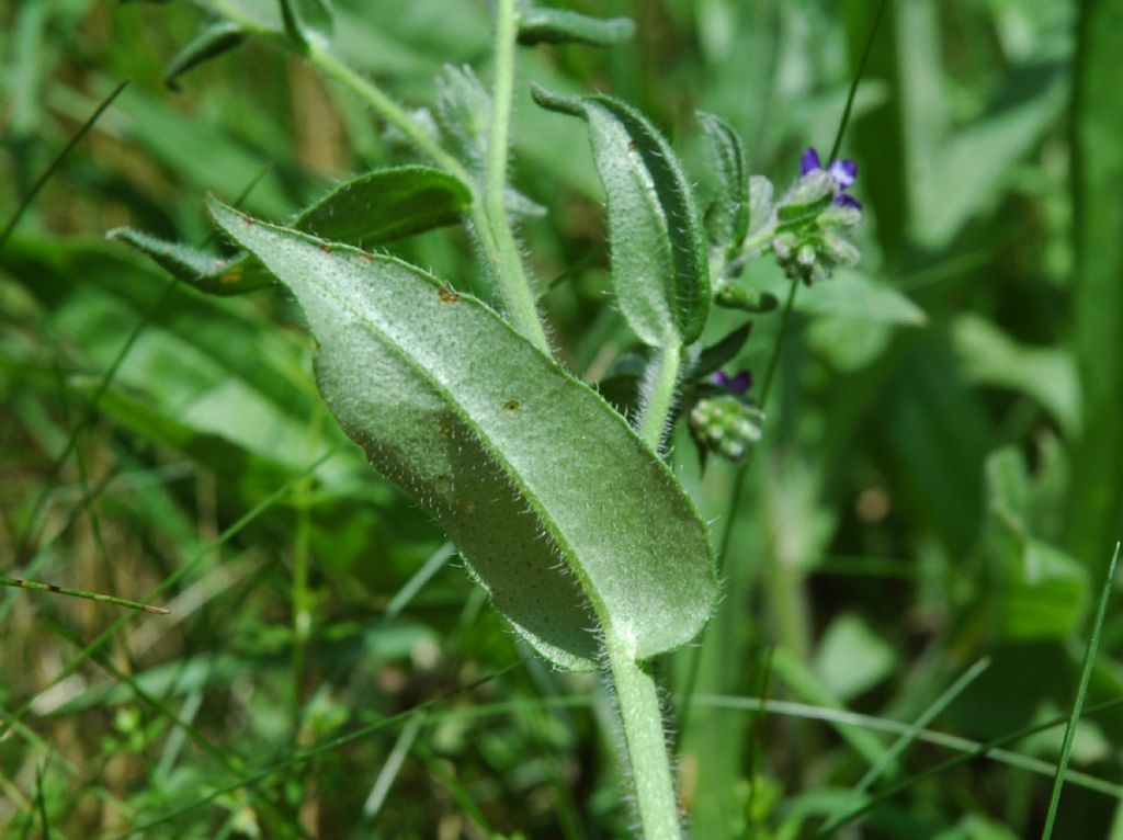 Anchusa officinalis / Buglossa comune